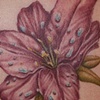 Tiger Lily