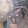 Owl 