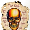 Anatomy Skull (Pencil Crayon)