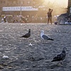 Beach Birds, Far Rockaway, July 4th 2010