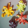 Colorful octopuses!