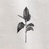 The Recognitions: Plants as Medicine