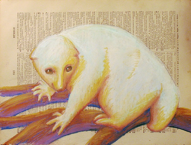 Albino Sloth