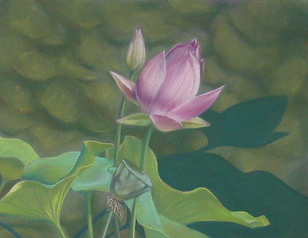 Lotus Blossom