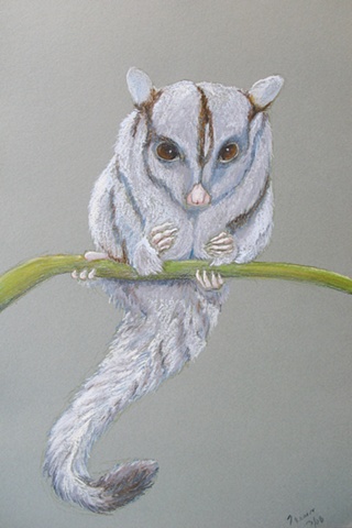 Sugarglider