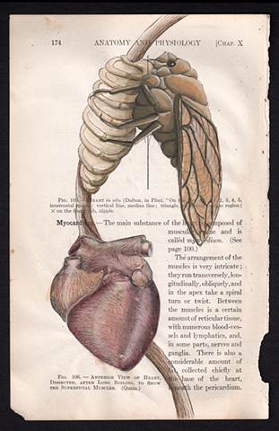 Dissected, After Long Boiling