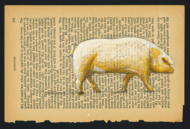 Swine 1
