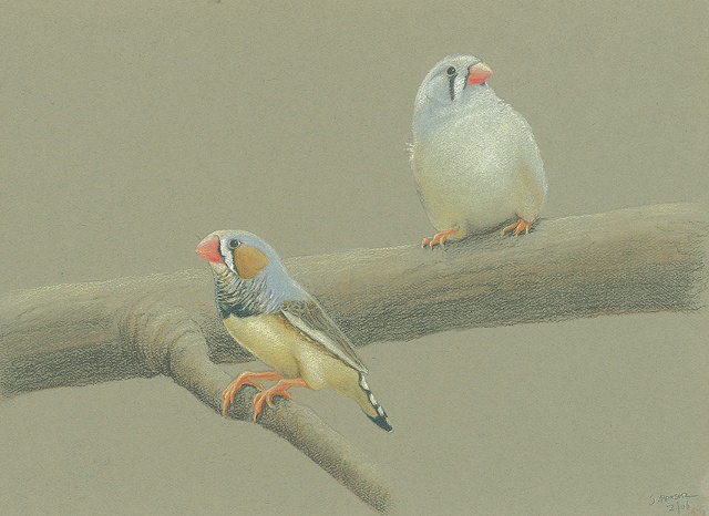 Zebra Finches