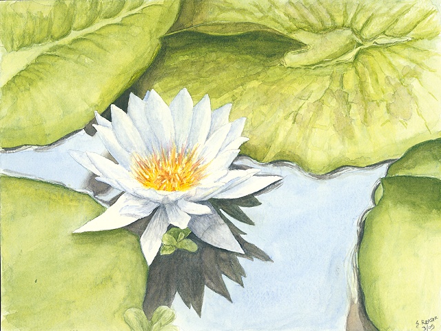 Waterlily