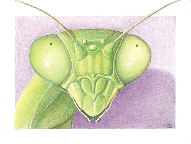 Mantis Head