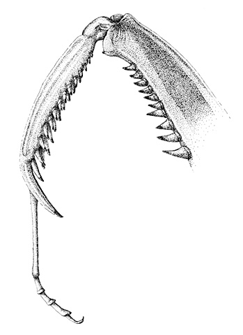 Mantis Leg