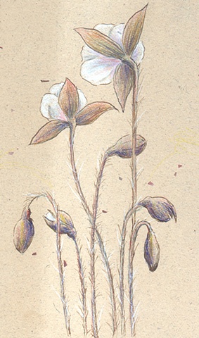 Anemones