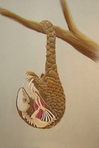 Hanging Pangolin 1