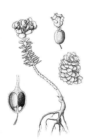 Euphorbia illustration