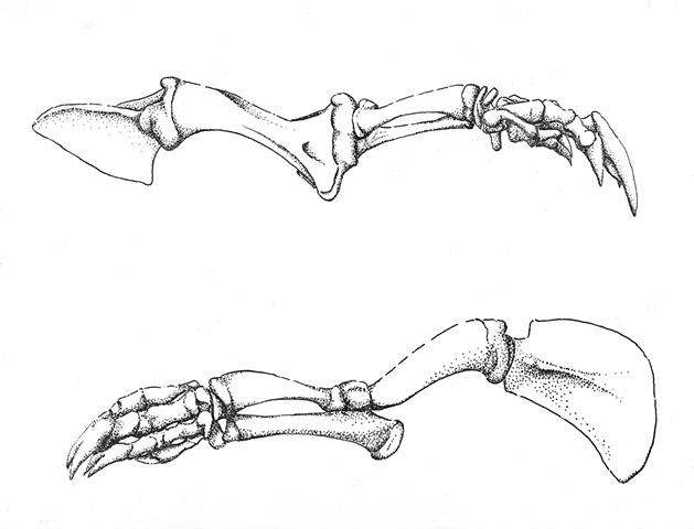 Pangolin skeletal detail