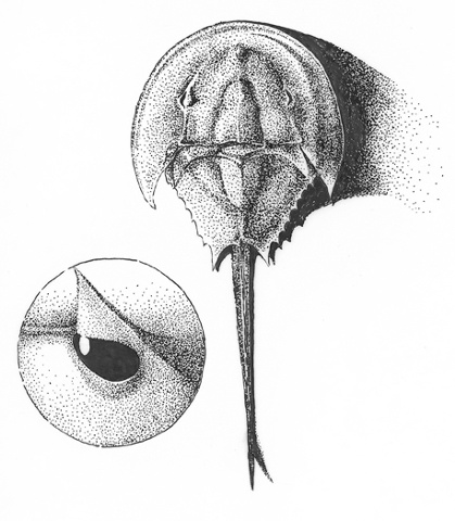 Horseshoe crab