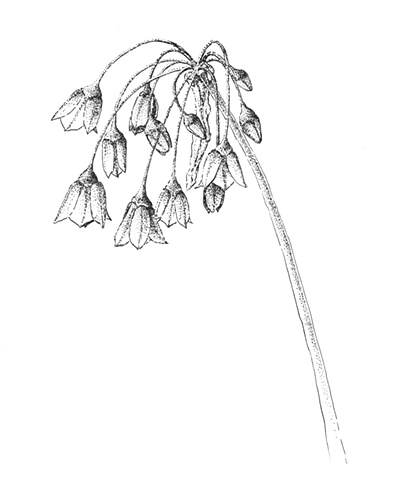 Allium