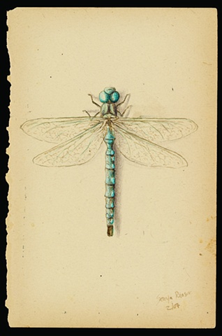 Dragonfly