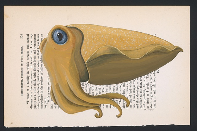 Cephalopod