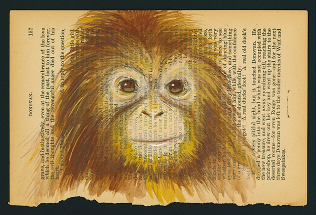 Orangutan Baby