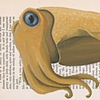 Cephalopod