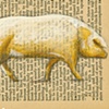 Swine 1