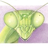 Mantis Head