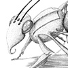 Beeish Thing