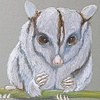 Sugarglider