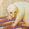 Albino Sloth