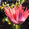 Poppy
