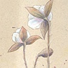 Anemones