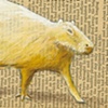 Capybara