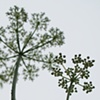 Fractals