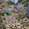 Elderberry
