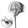 Horseshoe crab