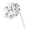Allium