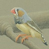 Natural illustrations
