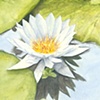 Waterlily