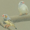 Zebra Finches
