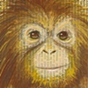 Orangutan Baby