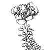 Euphorbia illustration