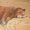 Sleepy bear