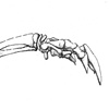 Pangolin skeletal detail