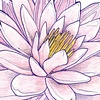 World View Magazine: Lotus