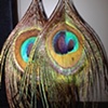 peacock feathers
