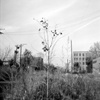 Tree Form