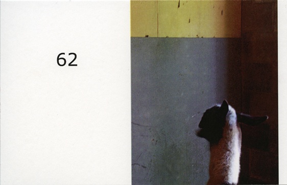 llama 2, from the series  _chronic perversions_