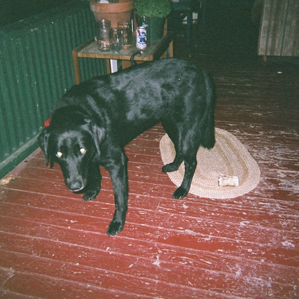 moondog, from the series _wake me with a tallboy_