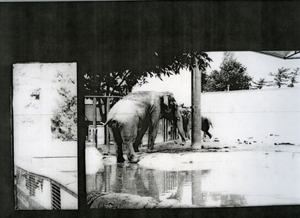 elephants, from the series _inseam_